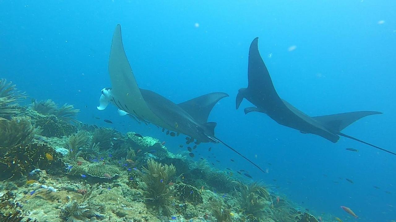 Tabari Dive Lodge Pulau Mansuar Екстер'єр фото