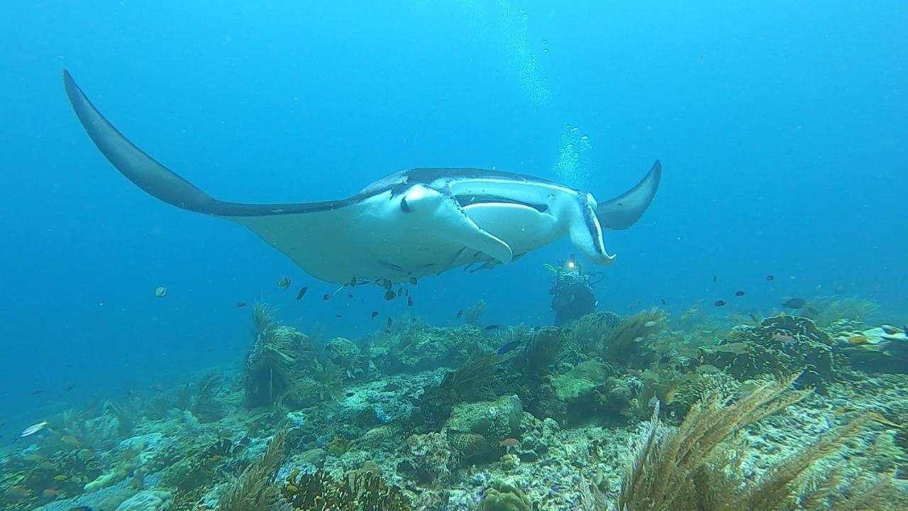 Tabari Dive Lodge Pulau Mansuar Екстер'єр фото