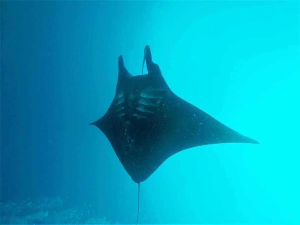 Tabari Dive Lodge Pulau Mansuar Екстер'єр фото